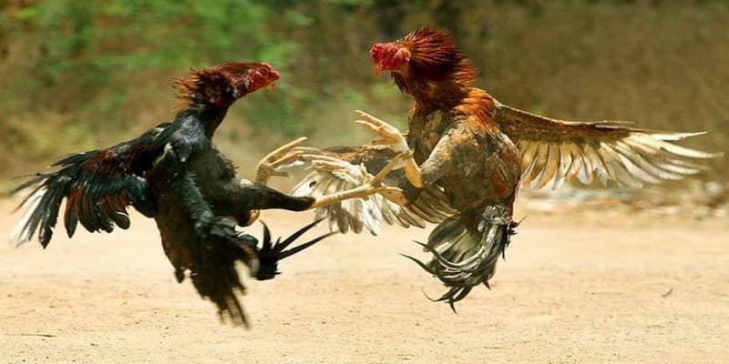 Đá gà trực tiếp Thomo tại nhà cái ww88 có gì hấp dẫn?