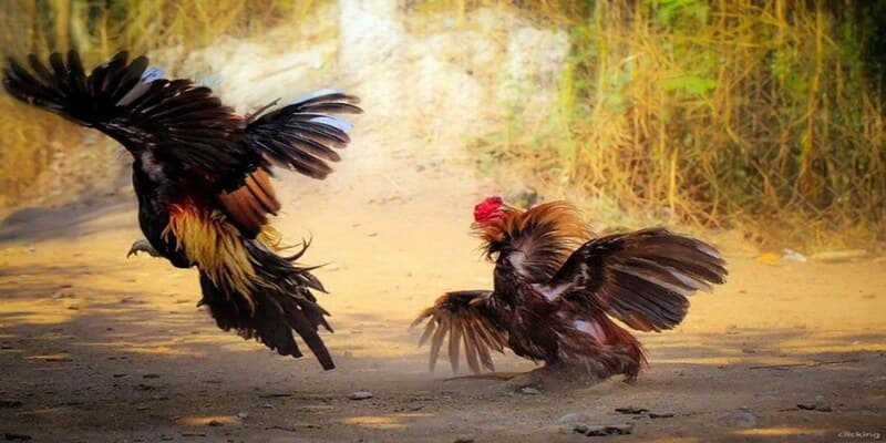 Giao diện đá gà thân thiện