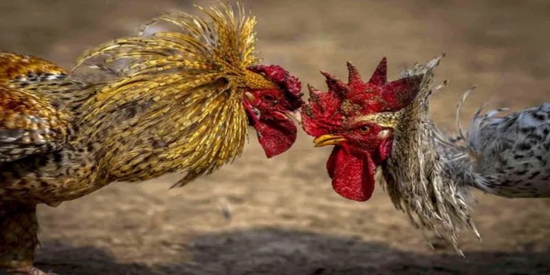 Đánh giá chi tiết chiến kê